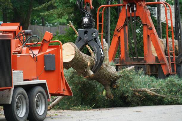 Best Lot and Land Clearing  in Holley, NY